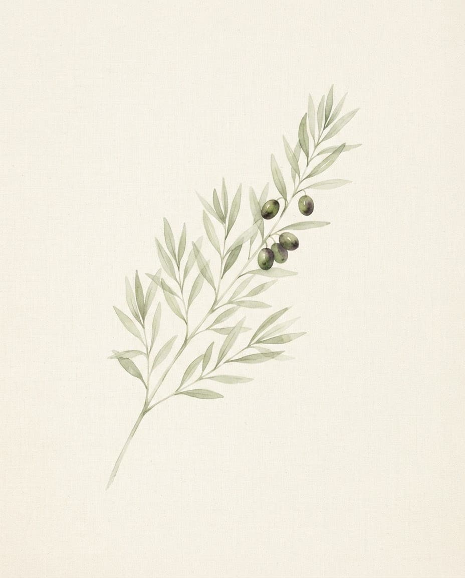 Olive Branch